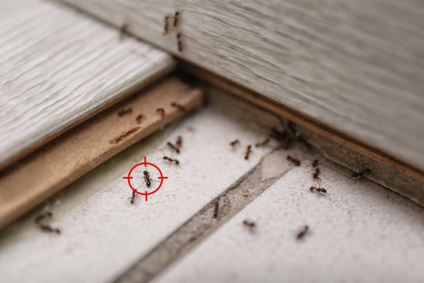 Best Pest Removal Services  in Lake Don Pedro, CA