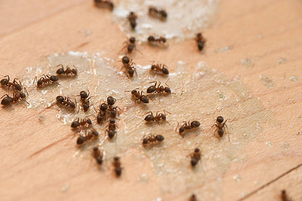 Best Wasp Removal Services  in Lake Don Pedro, CA