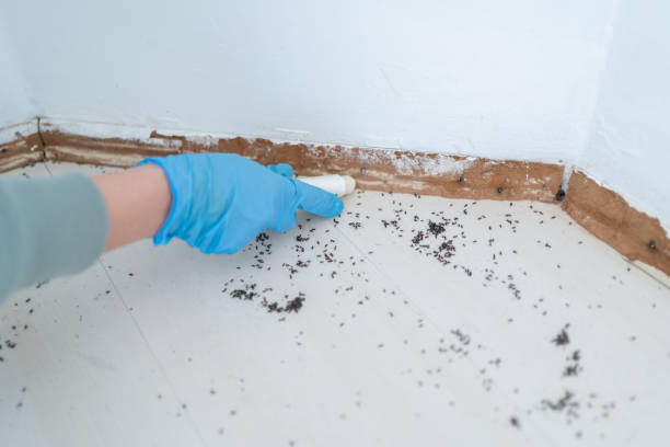Best Mosquito Control Services  in Lake Don Pedro, CA